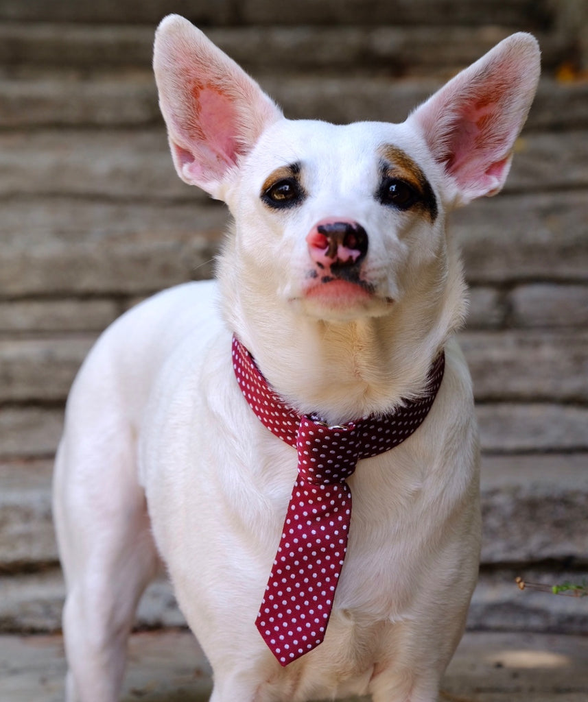 Thwap - Dog Collar, Med/Large, V