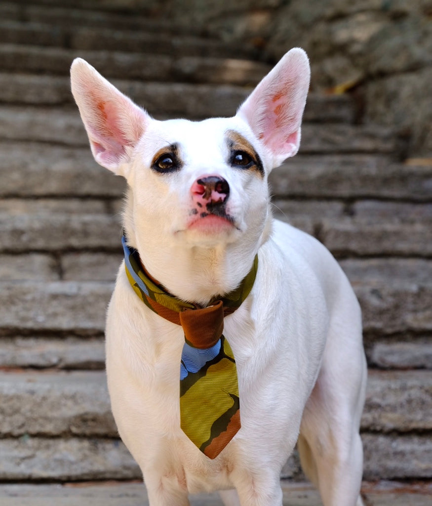 Thwap - Dog Collar, Large, P